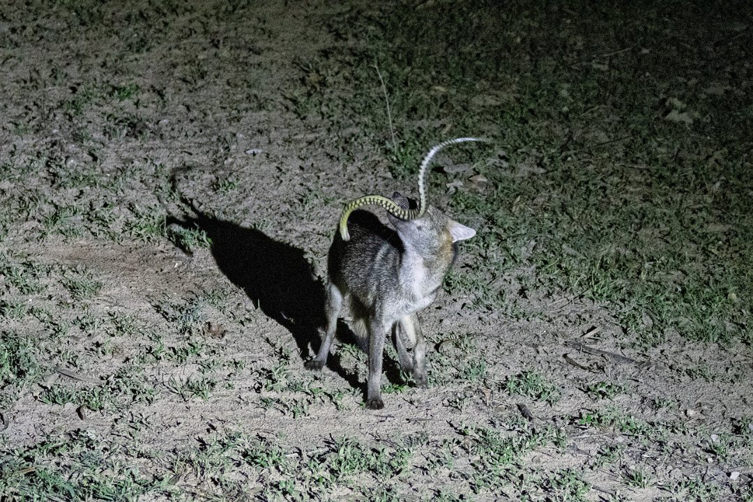 3068 Pouso Alegre Krabetende Vos.jpg