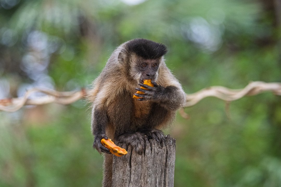 3131 Pouso Alegre Bruine Kapucijnaap.jpg