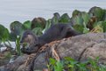 2129 Paraquay rivier Tropische Otter