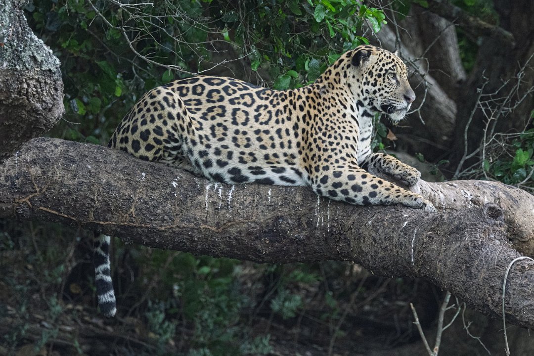 3326 Jaguar Lodge Jaguar.jpg