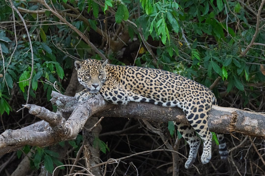 3409 Jaguar Lodge Jaguar.jpg