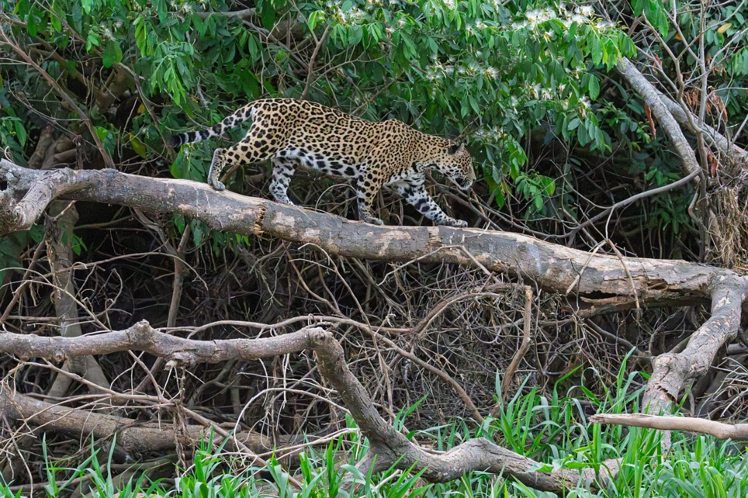 3420 Jaguar Lodge Jaguar.jpg