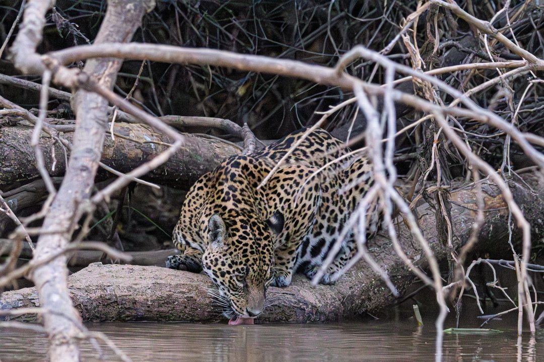 3431 Jaguar Lodge Jaguar.jpg