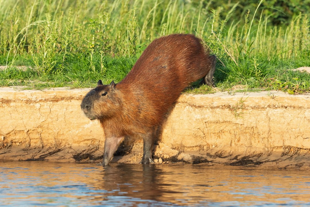 1749 Paraquay rivier Capibara.jpg