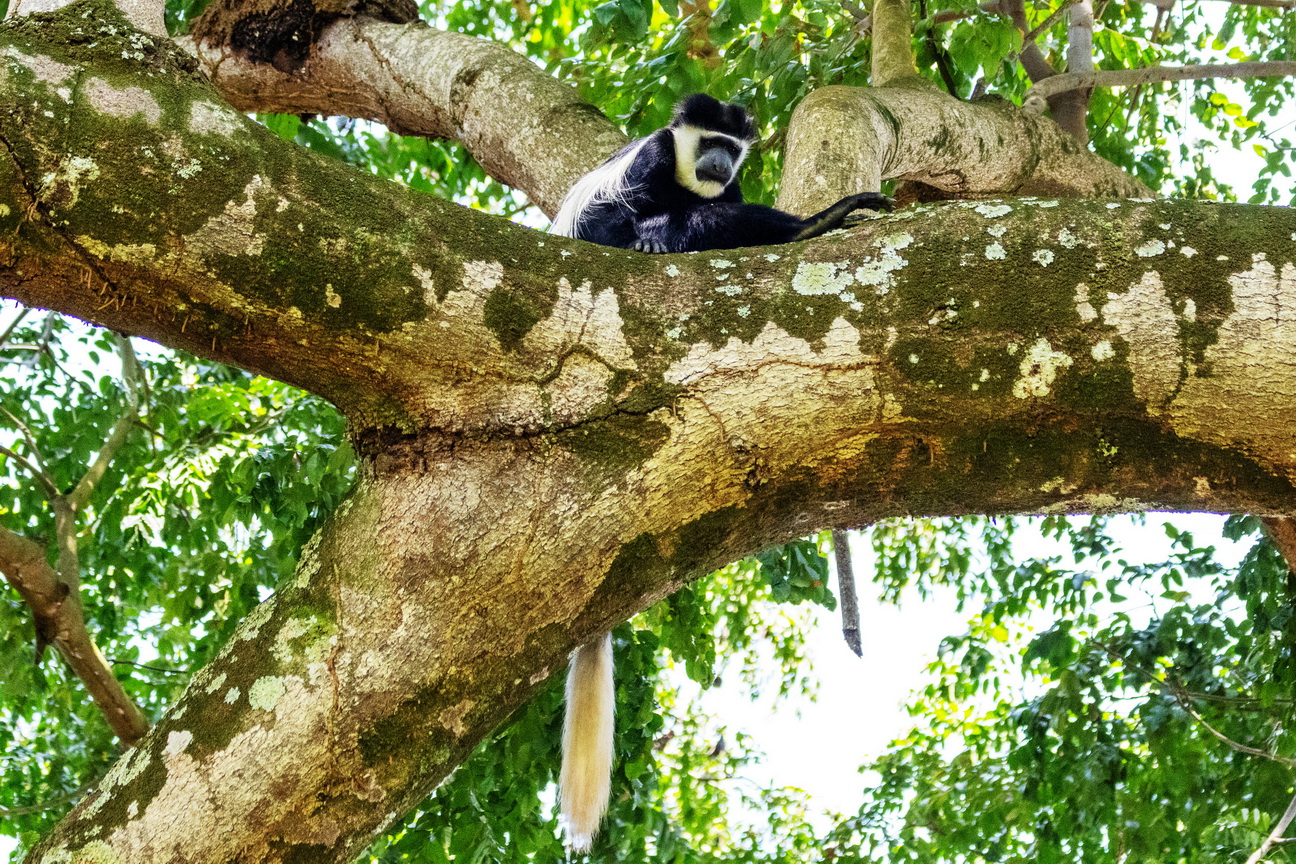 3960 Entebbe Franjeaap.jpg