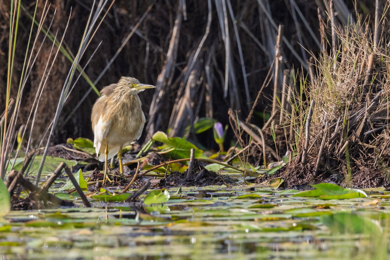 5487 Mabamba Moeras Woudaapje.jpg