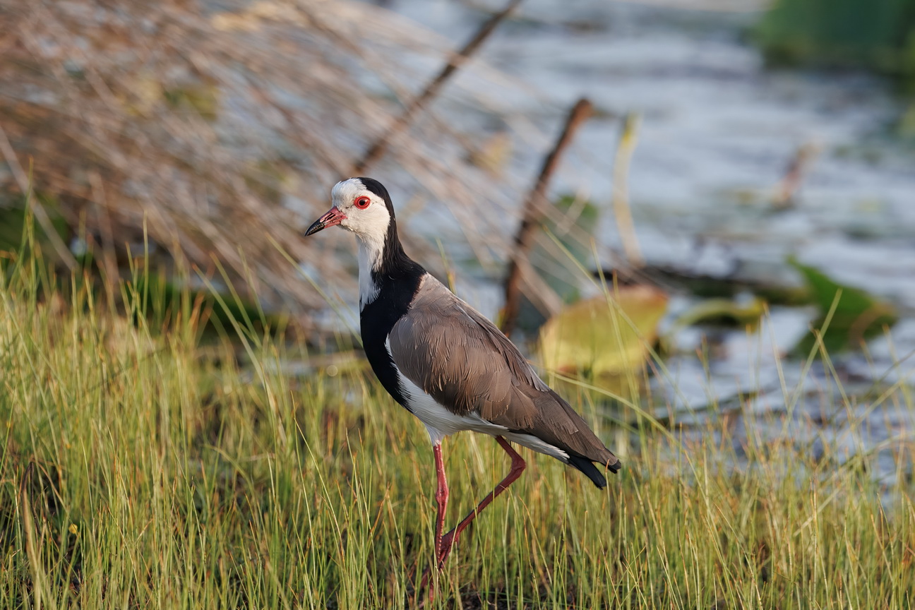 5555 Mabamba Moeras Kluut.jpg