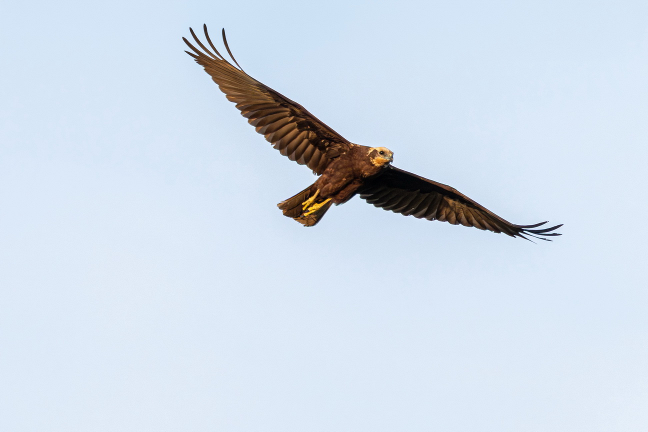 5561 Entebbe Steppearend-.jpg