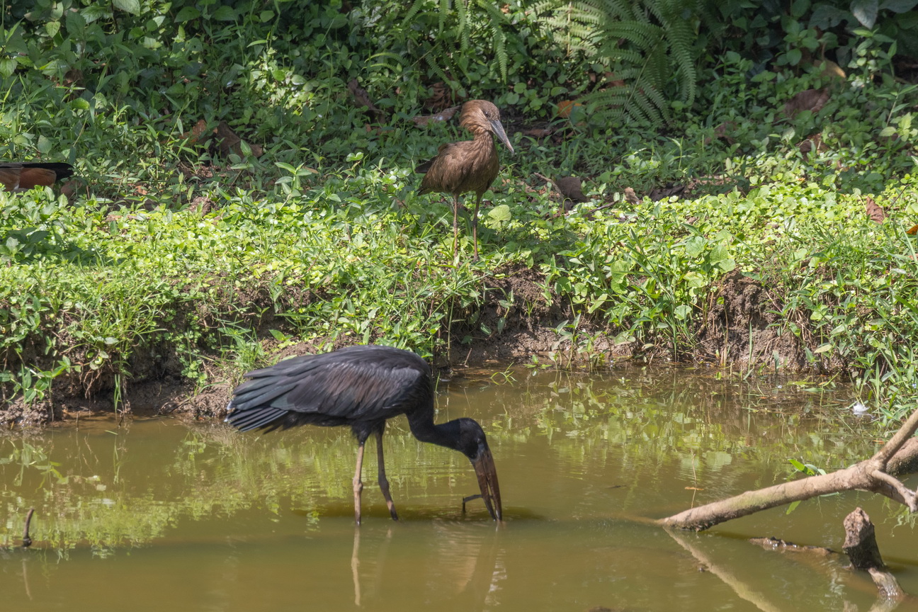 5575 Entebbe Gaper en Hamerkop.jpg