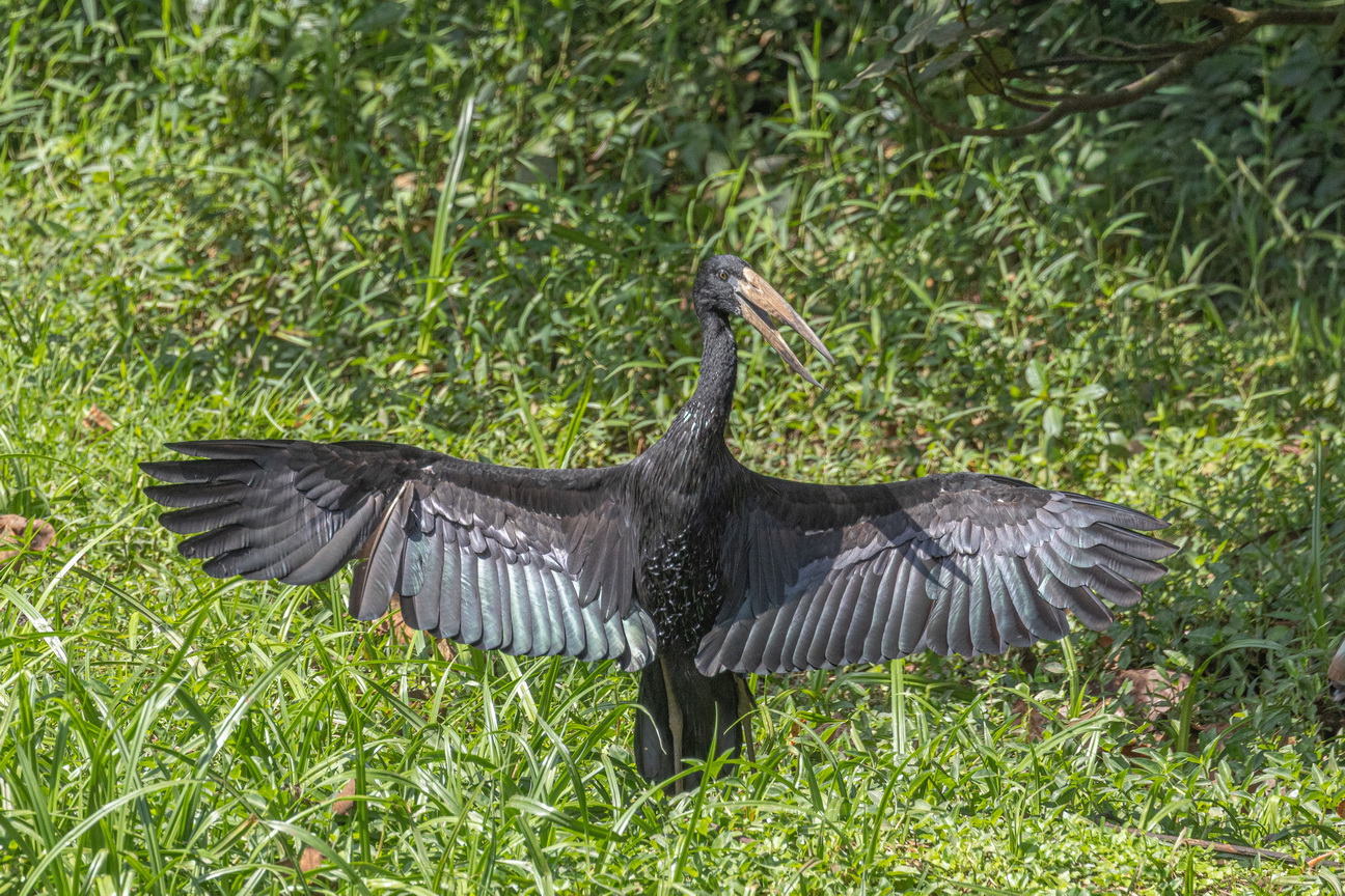 5589 Entebbe Gaper.jpg