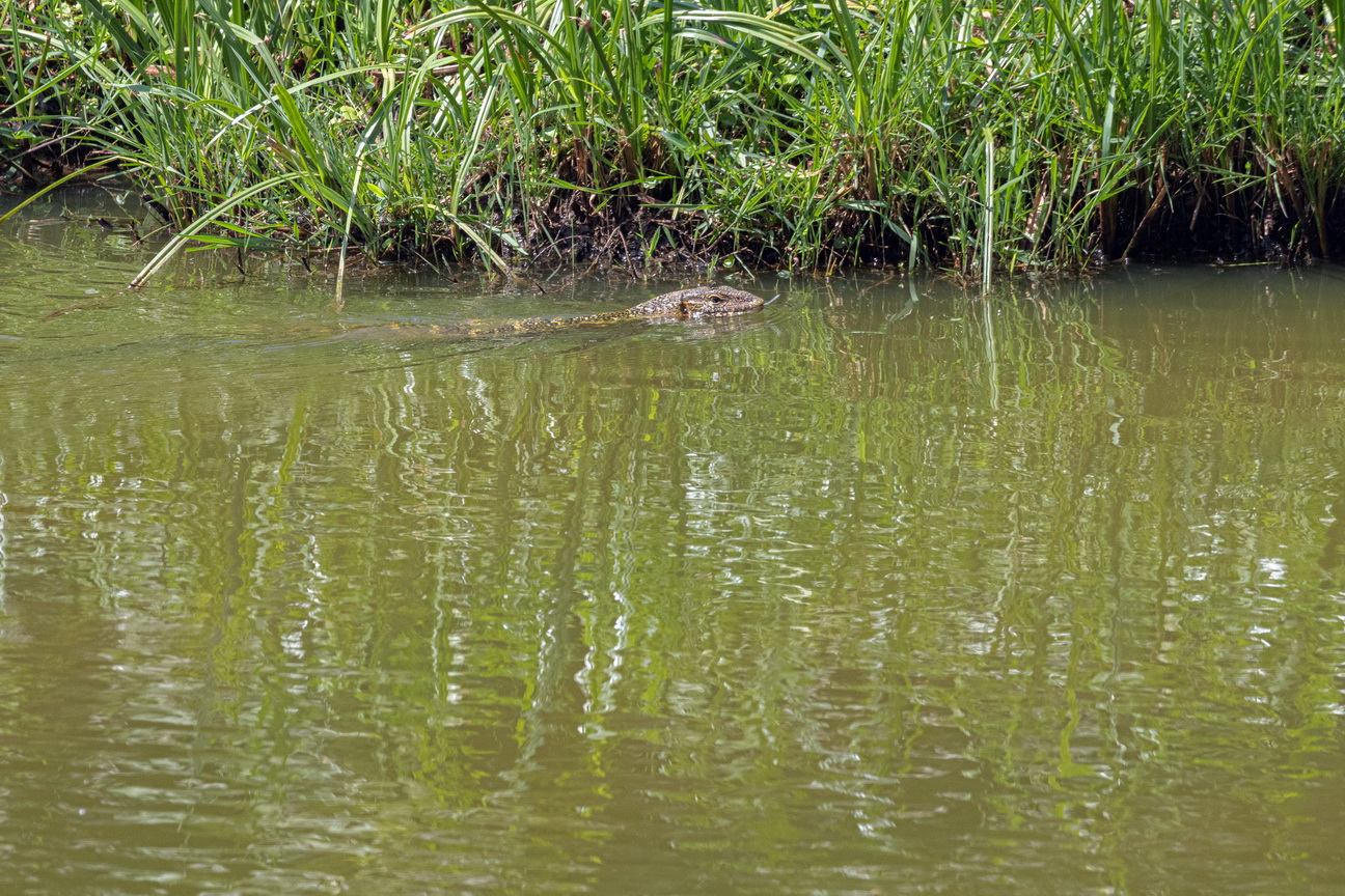 5591 Entebbe Varaan.jpg