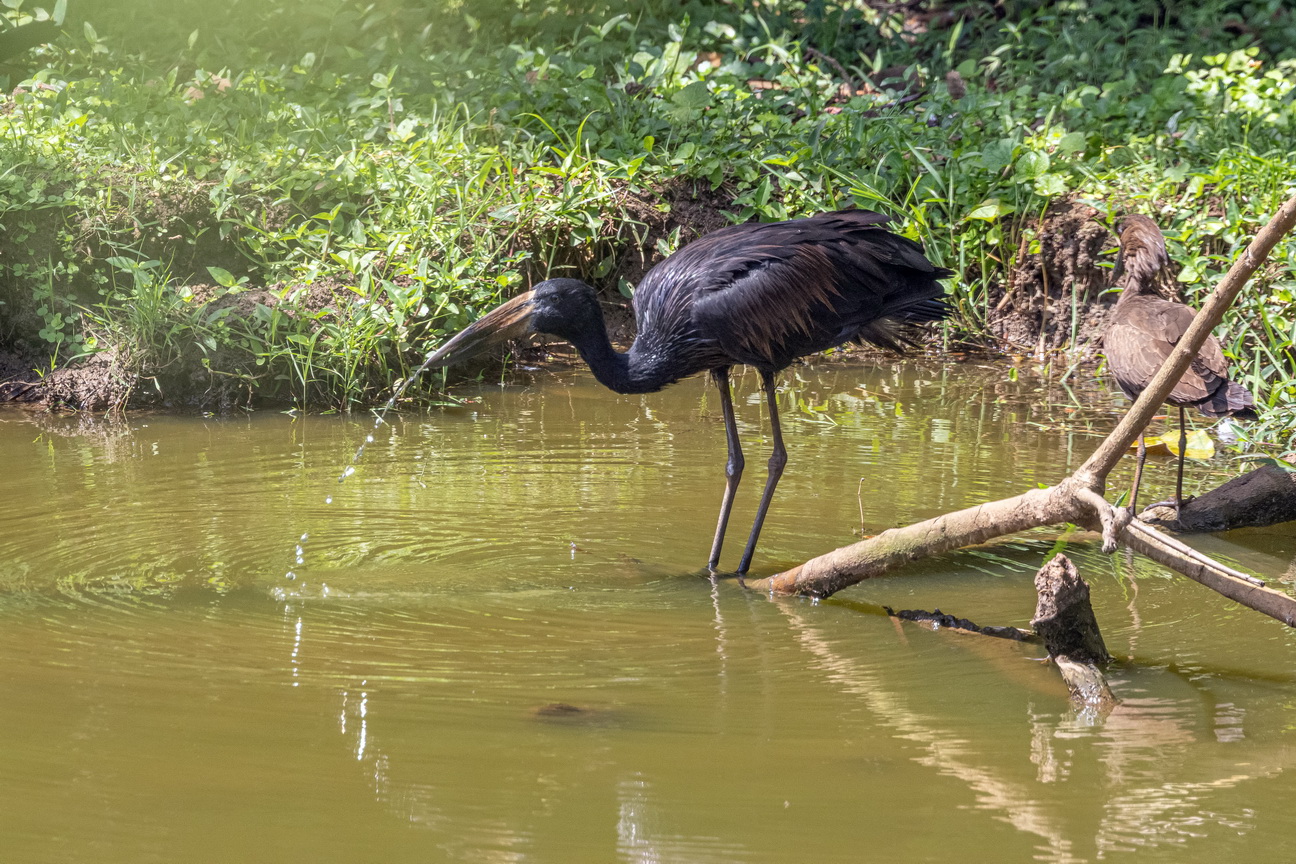 5594 Entebbe Gaper.jpg