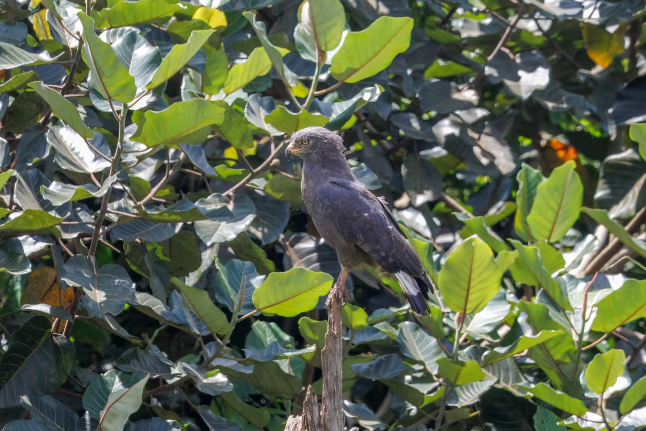 5601 Entebbe Kleine Grijze Slangearend.jpg
