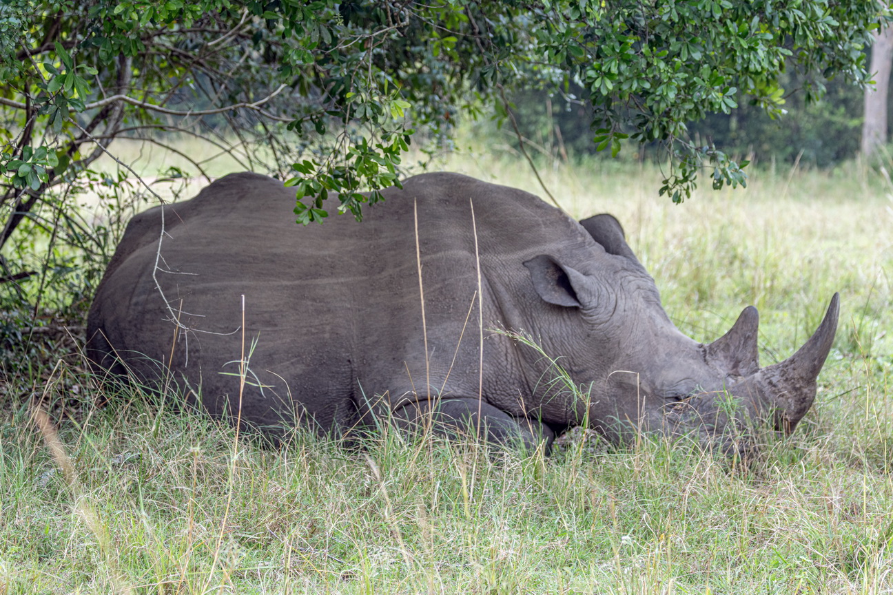 4018 Ziwa Park Witte Neushoorn.jpg