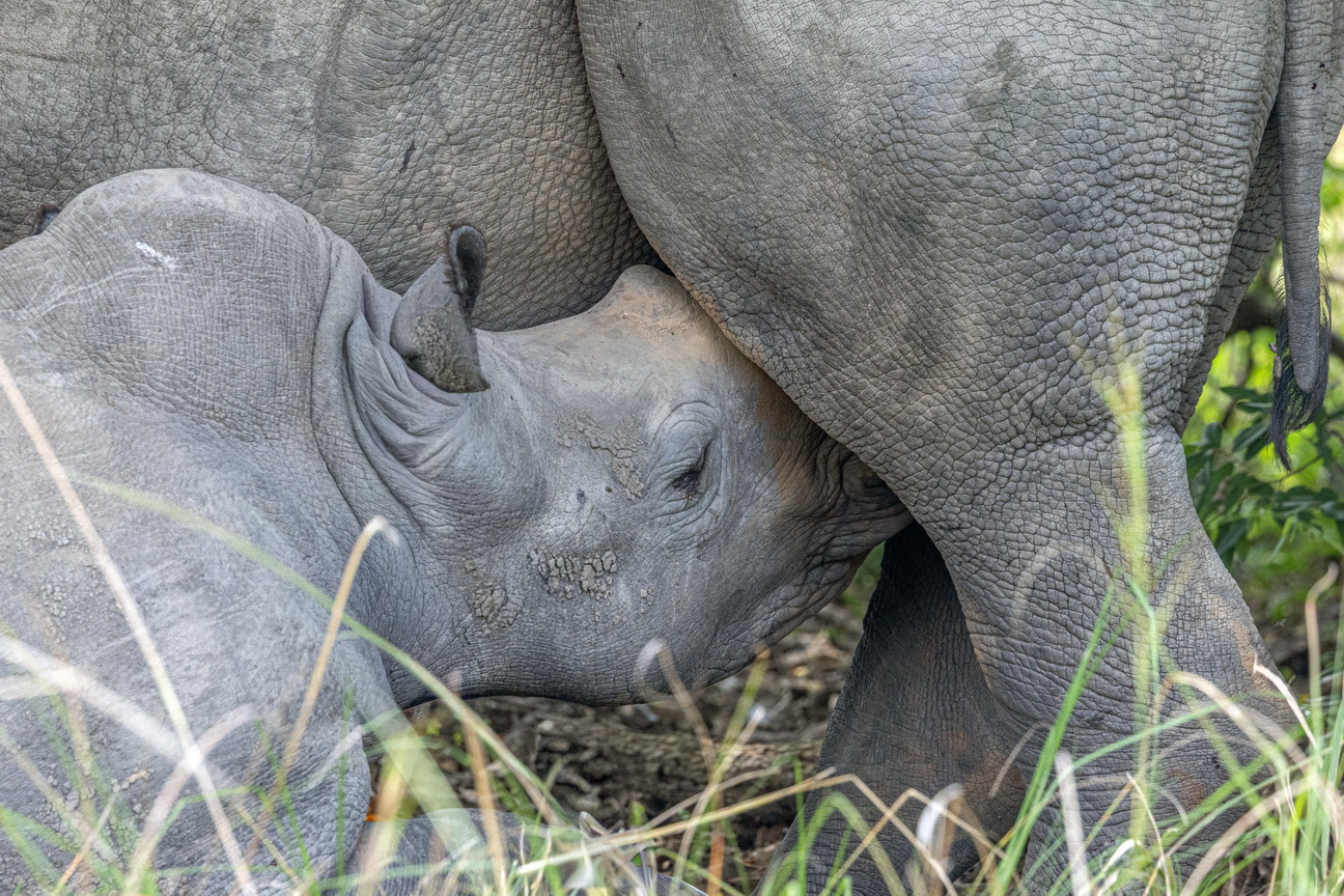 4029 Ziwa Park Witte Neushoorn.jpg