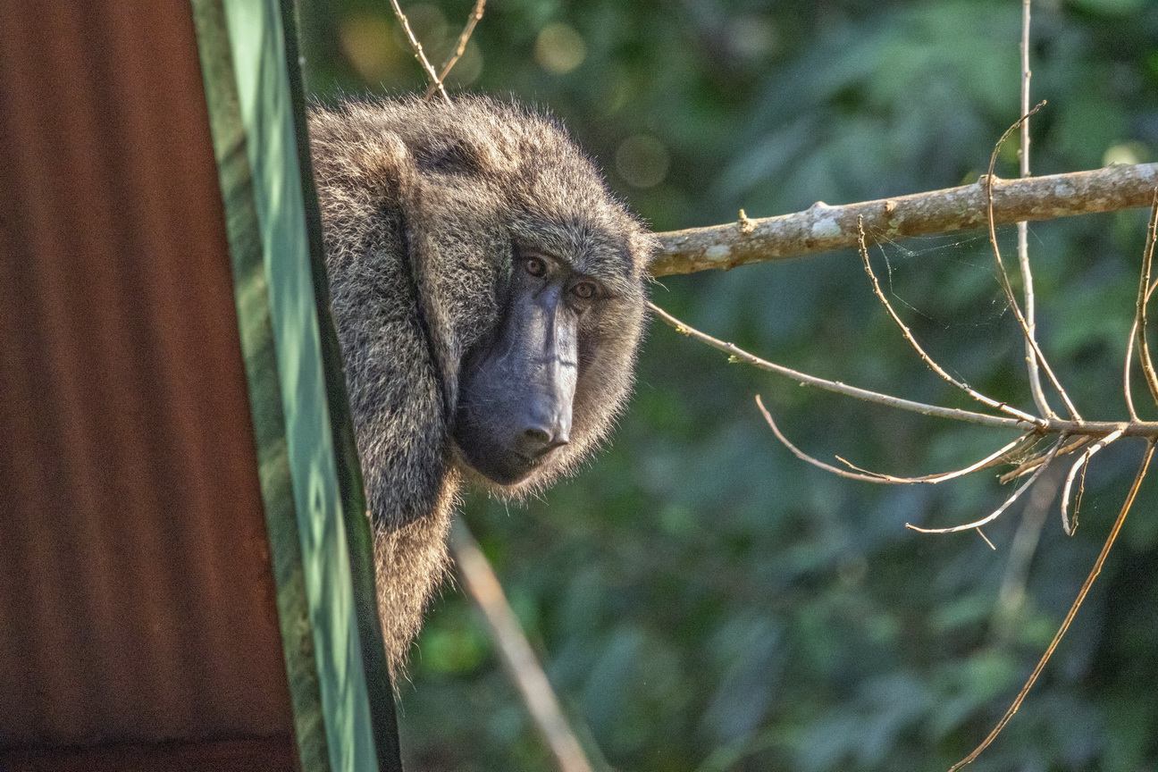 4033 Budongo Forest Baviaan.jpg