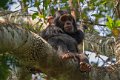 4040 Budongo Forest Chimpansee