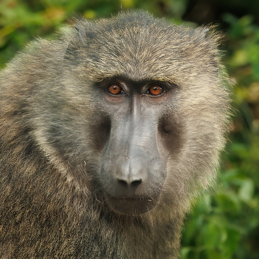 4070 Murchison NP Baviaan.jpg