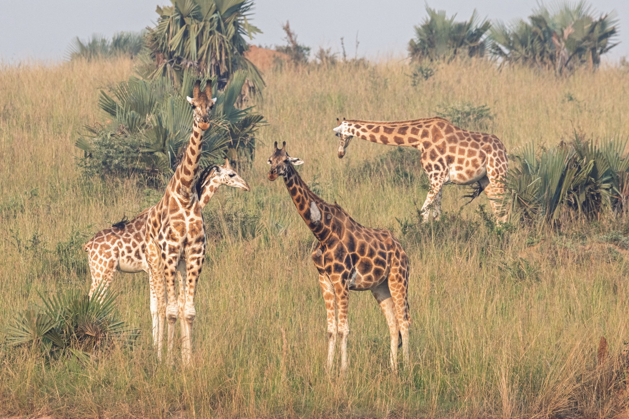 4117 Murchison NP Giraf.jpg