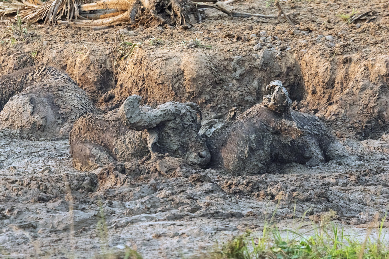 4149 Murchison NP Kaapse Buffel.jpg
