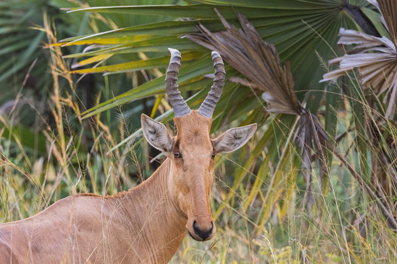 4151 Murchison NP Hartebeest.jpg