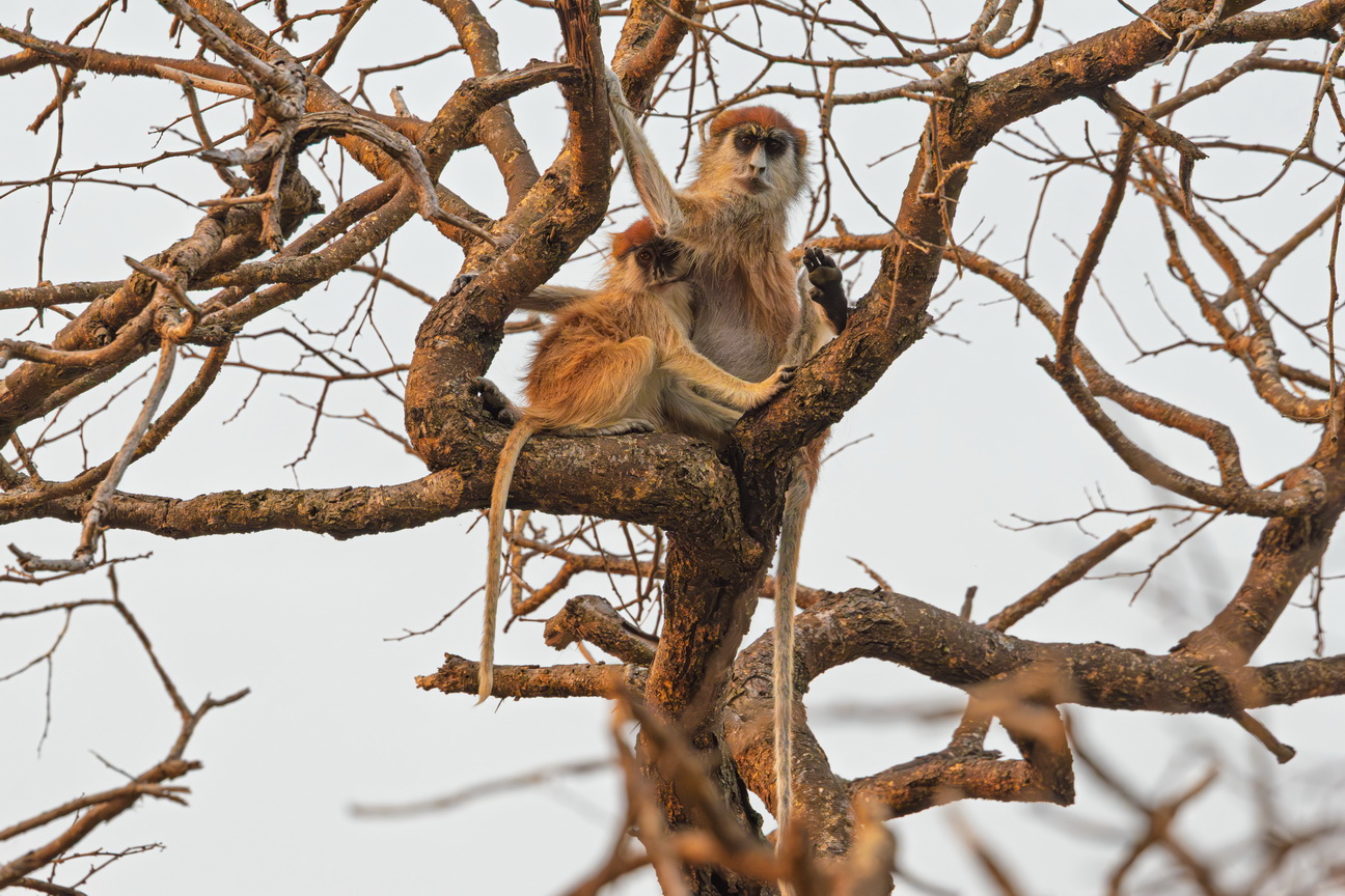4171 Murchison NP Patasaap.jpg