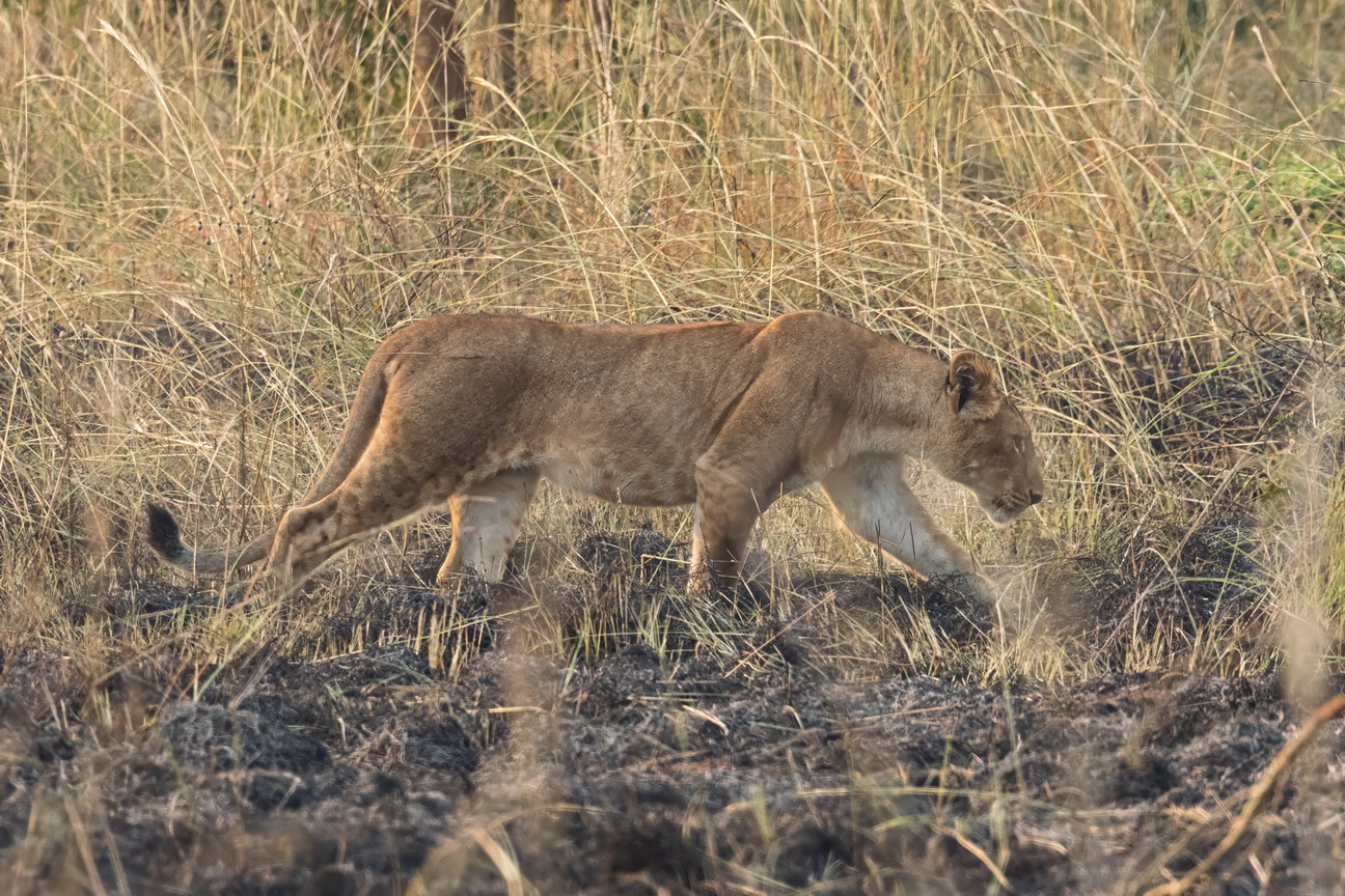 4217 Murchison NP Leeuw.jpg