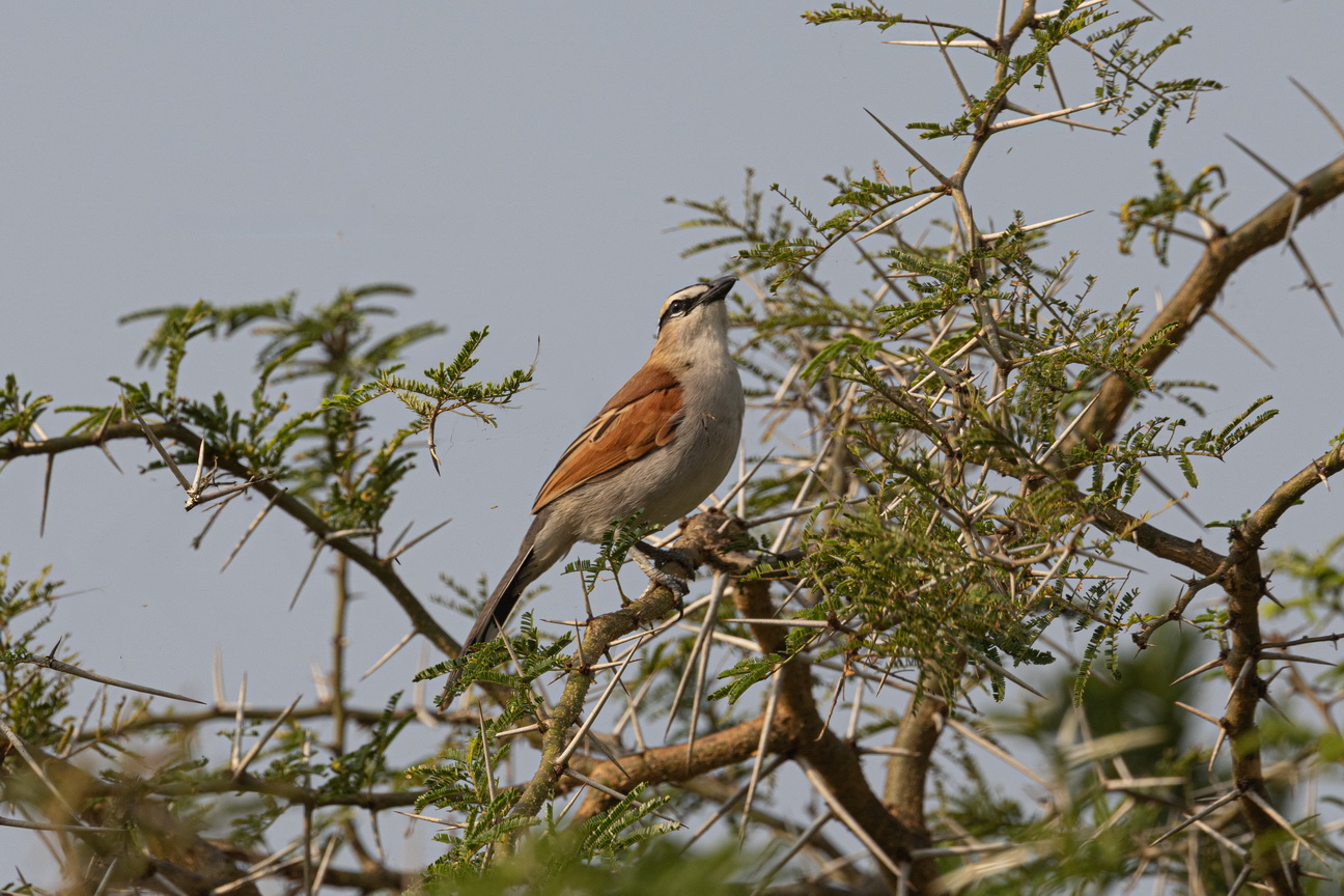 4234 Murchison NP Somalische Tsjagra.jpg