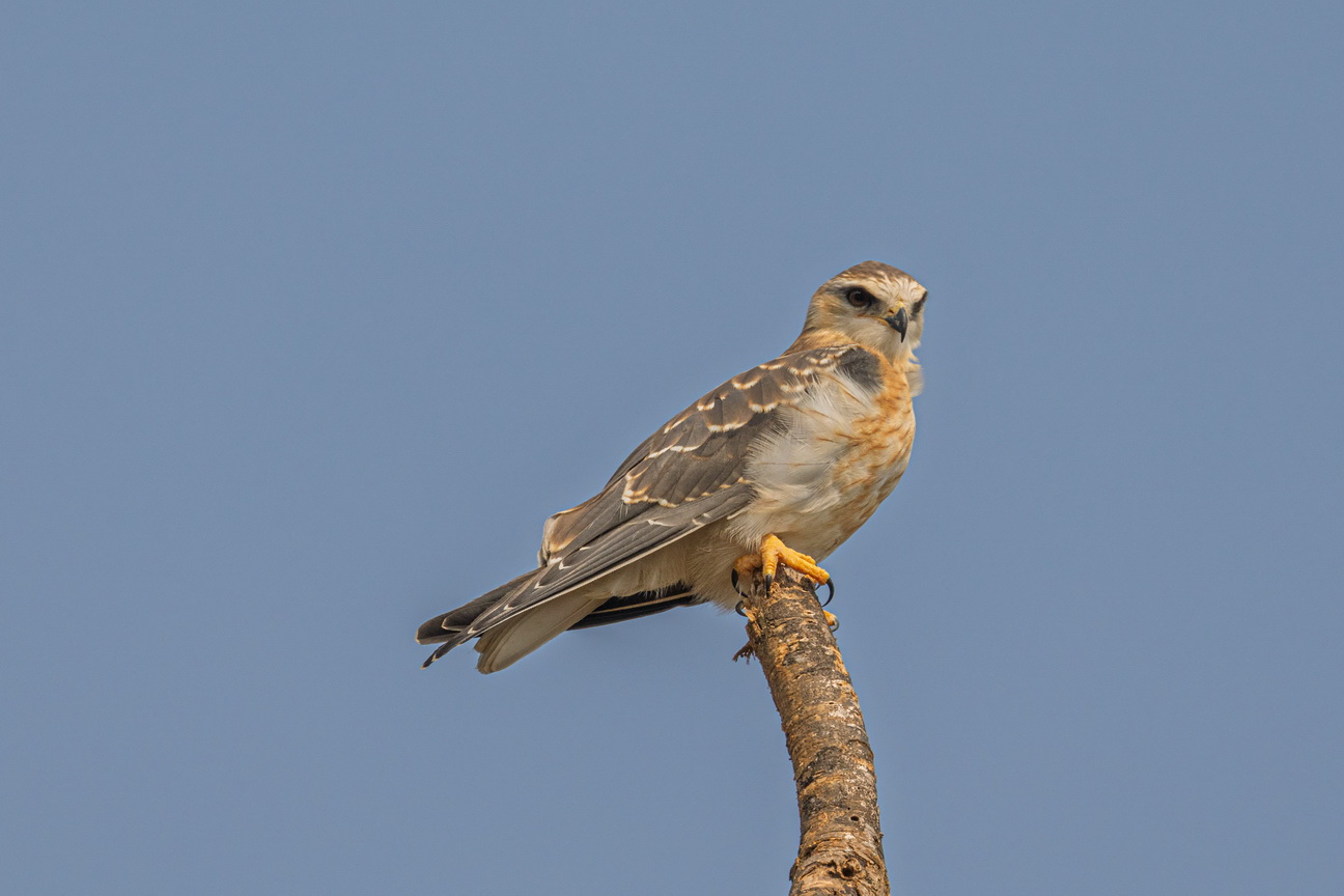 4238 Murchison NP Afrikaanse Havik.jpg
