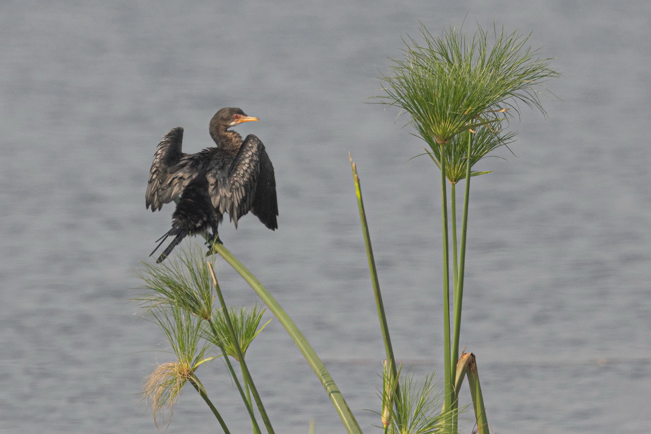 4251 Murchison NP Kleine aalscholver.jpg