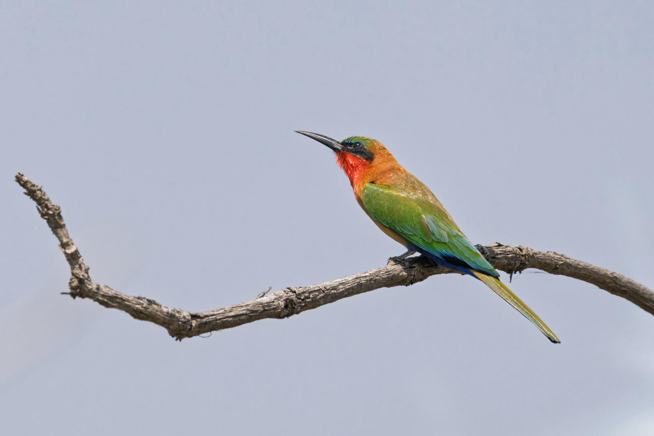 4271 Murchison NP Roodkeelbijeneter.jpg