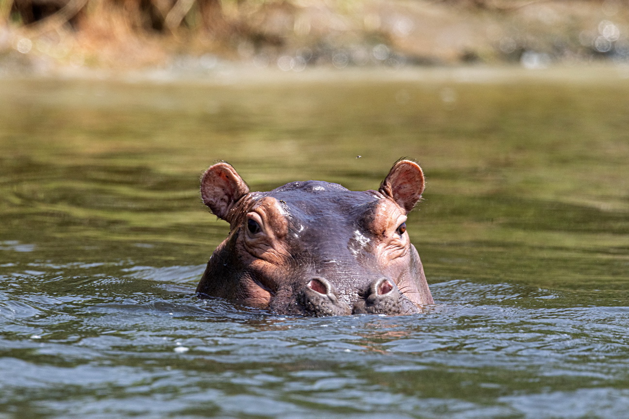 4279 Murchison NP Nijlpaard.jpg