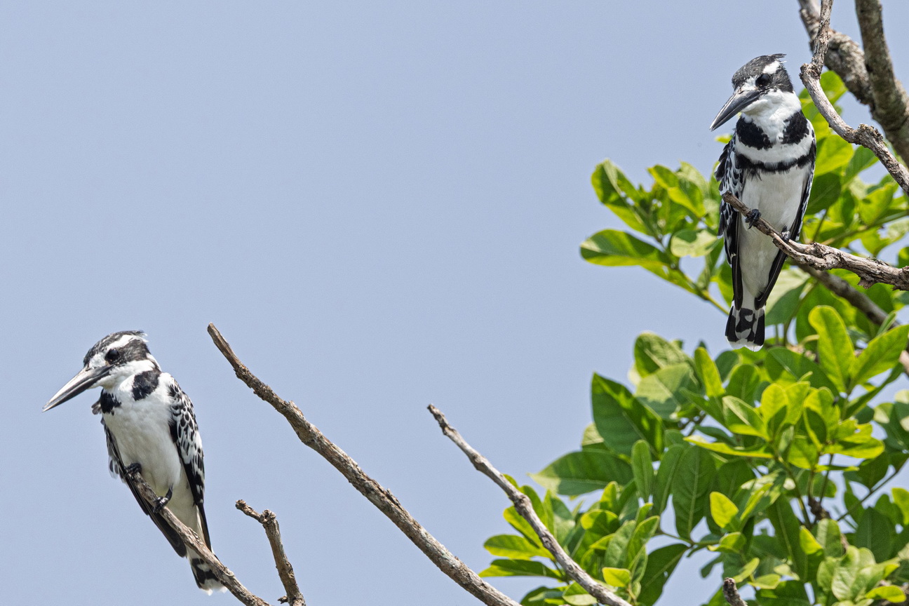 4285 Murchison NP Bonte IJsvogel.jpg