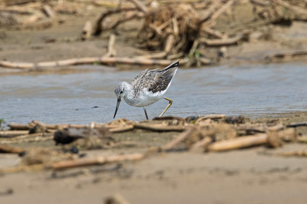 4309 Murchison NP Groenpootruiter.jpg