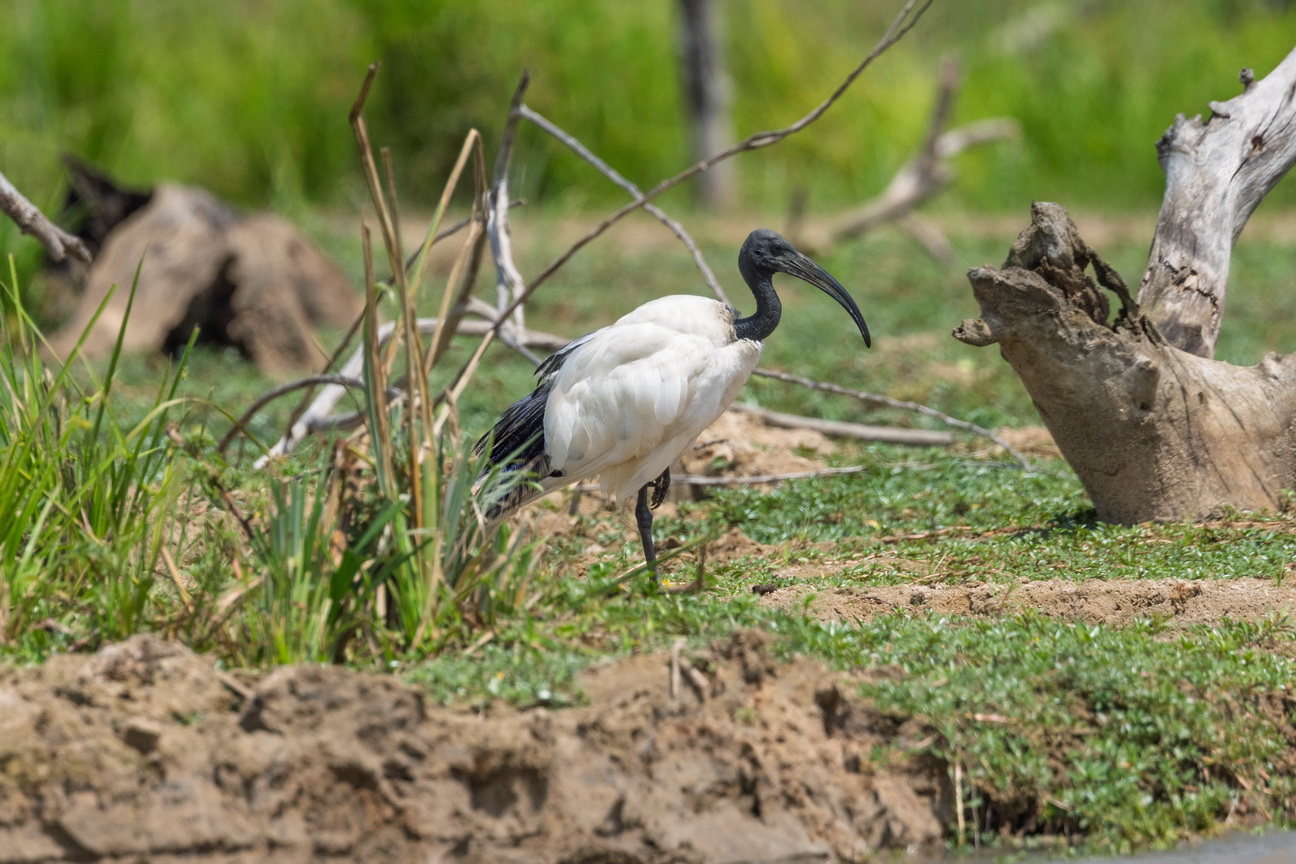 4311 Murchison NP Heilige Ibis.jpg