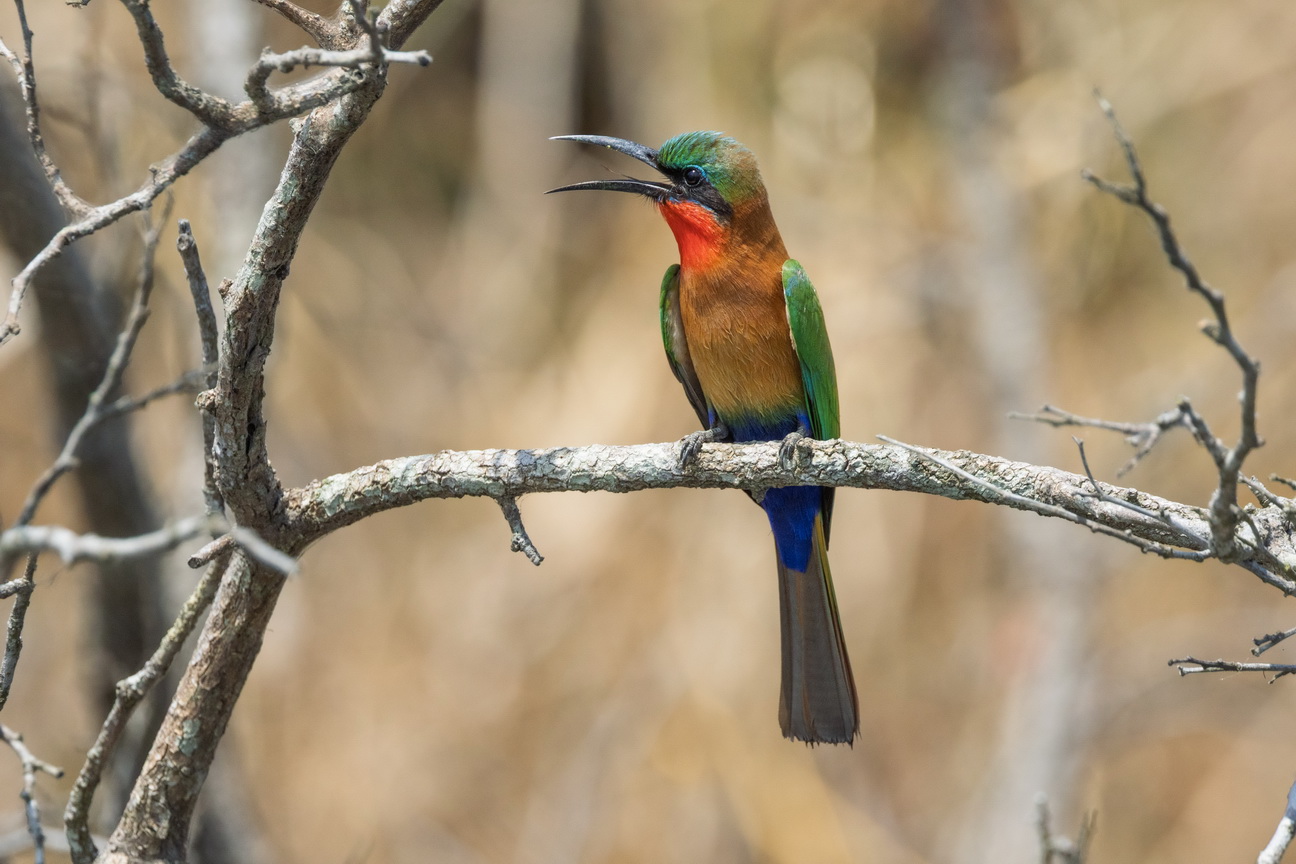 4329 Murchison NP Roodkeelbijeneter.jpg