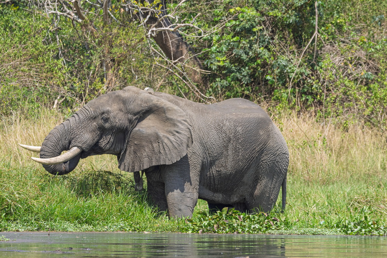 4334 Murchison NP Olifant.jpg