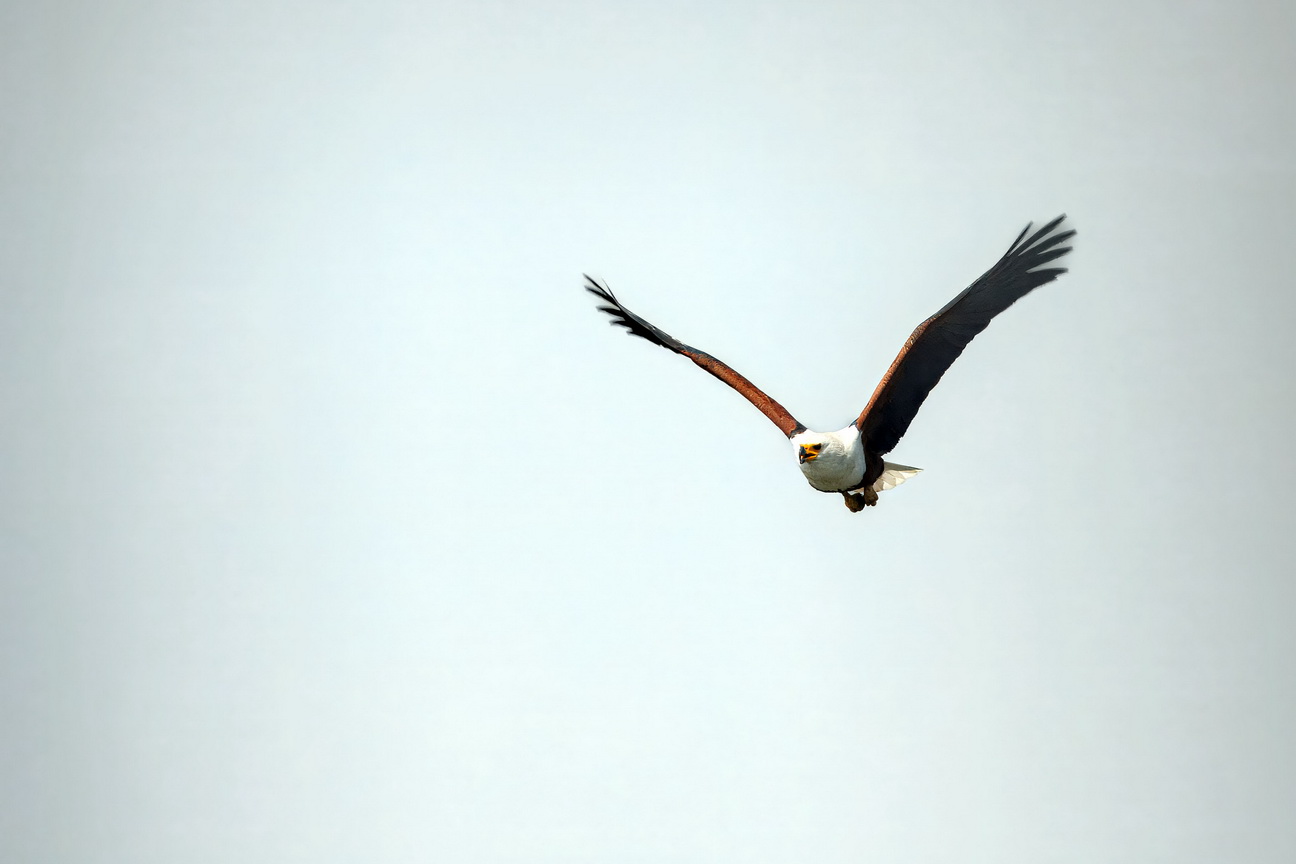 4358 Murchison NP Visarend.jpg