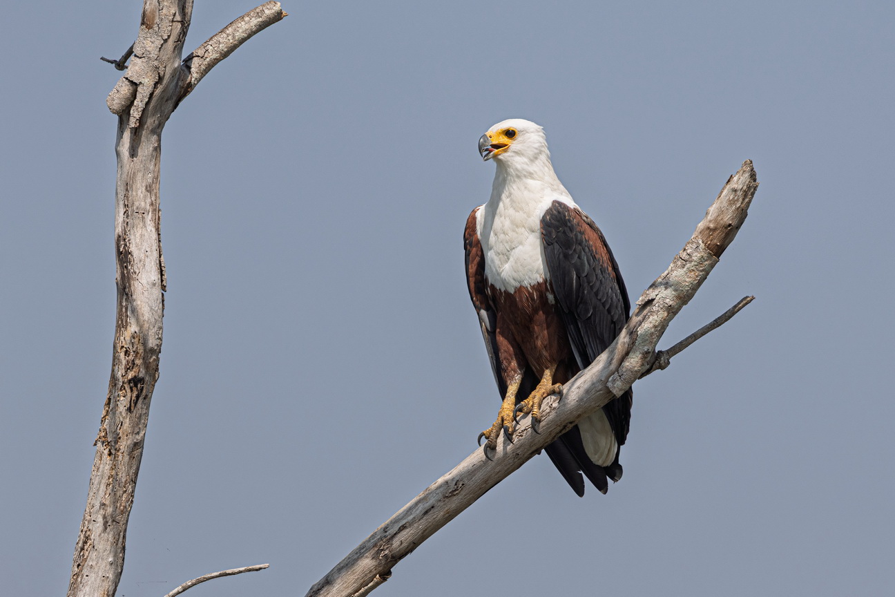 4367 Murchison NP Visarend.jpg