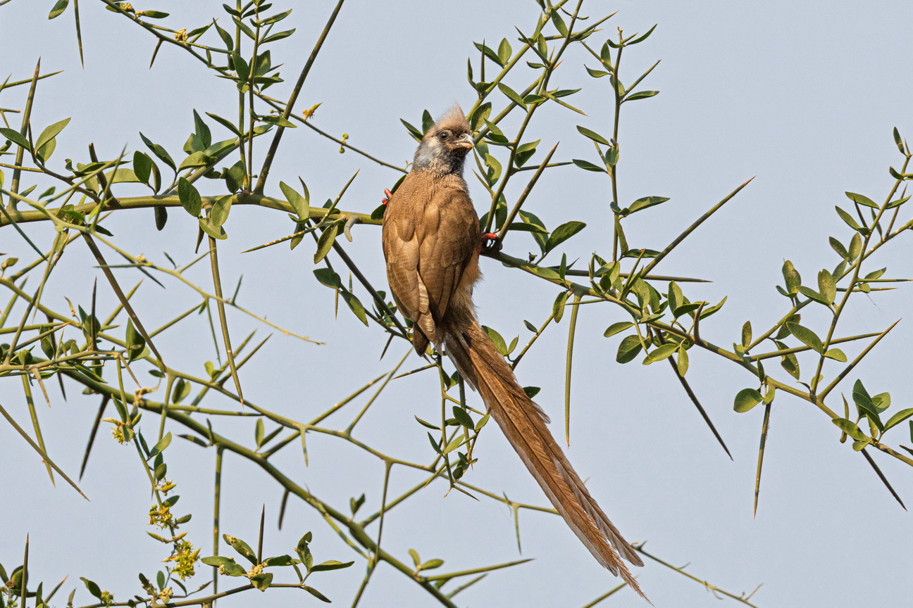 4375 Murchison NP Bruine Muisvogel.jpg