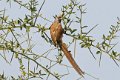 4375 Murchison NP Bruine Muisvogel