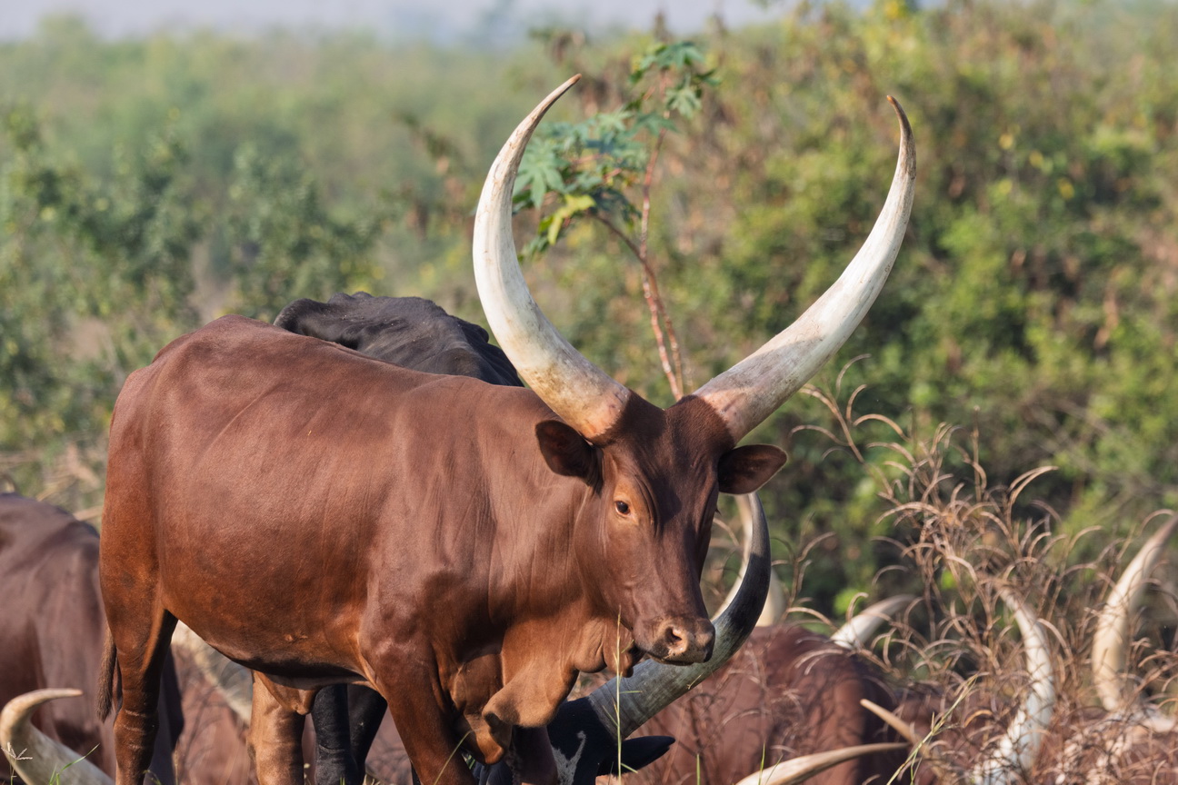 4386 Kibale Forest Rund.jpg