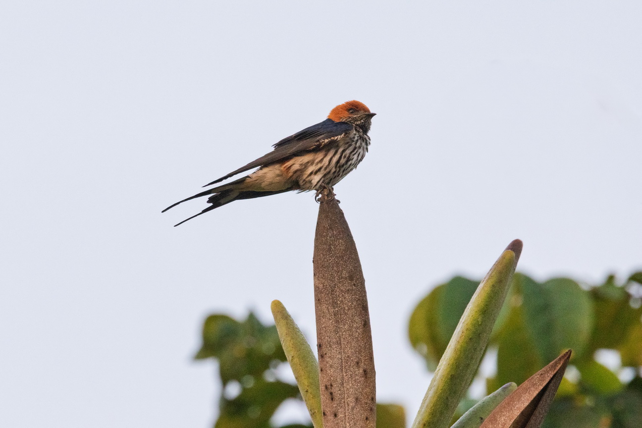 4401 Kibale Forest Savanne zwaluw-.jpg