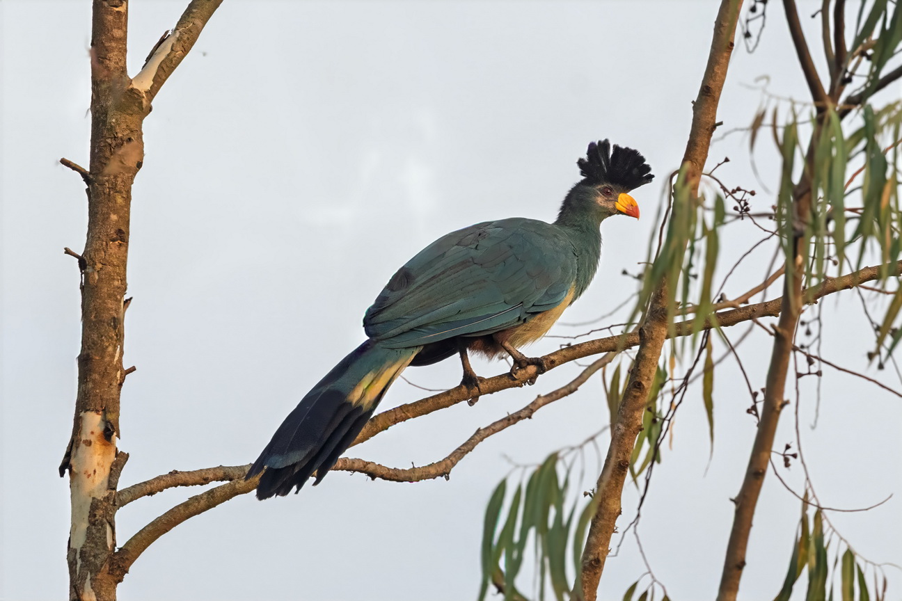 4408 Kibale Forest Reuzentoerako.jpg