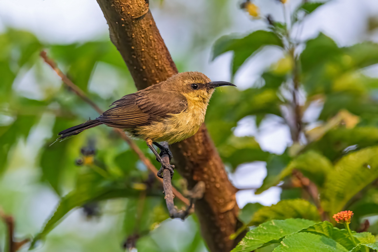 4419 Kibale Forest Feeunnhoningzuiger.jpg