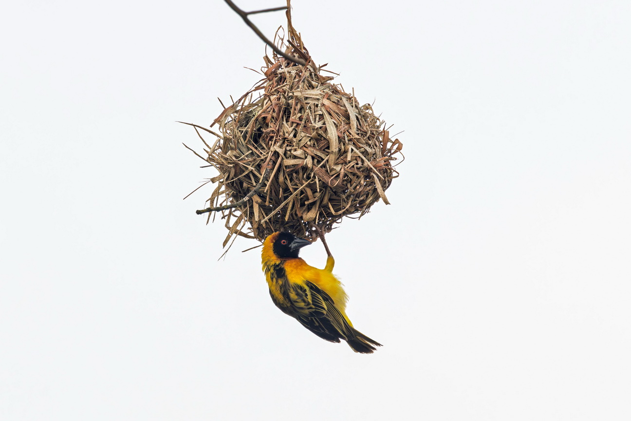 4424 Kibale Forest Maskerwever.jpg