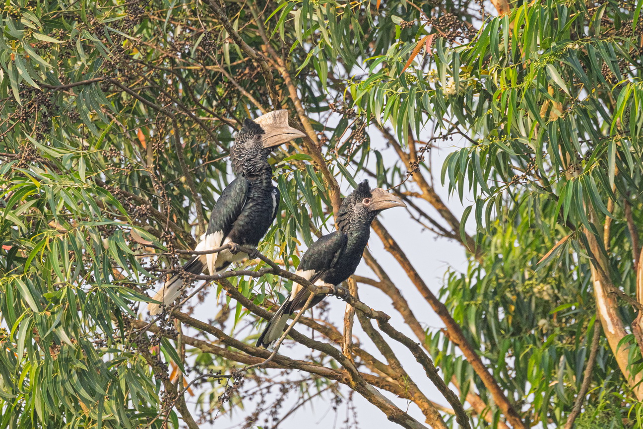 4438 Kibale Forest Witstaart Neushoornvogel.jpg