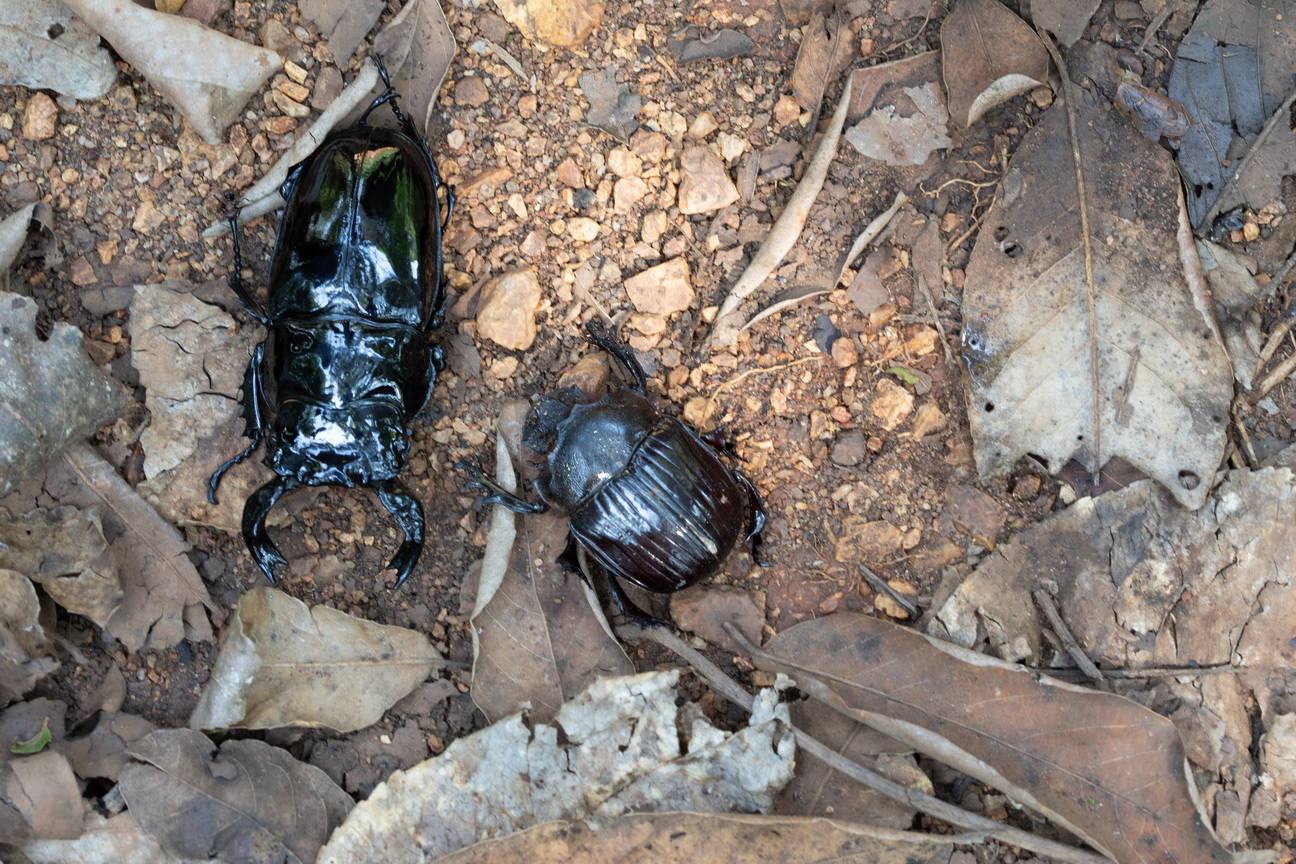 4488 Kibale Forest Goliathkever.jpg