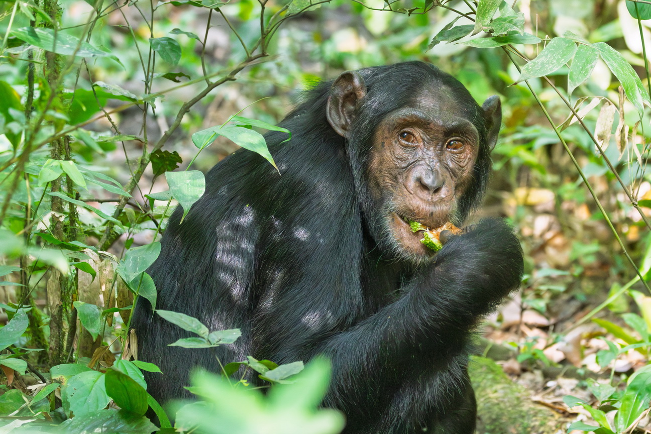 4514 Kibale Forest Chimpansee.jpg