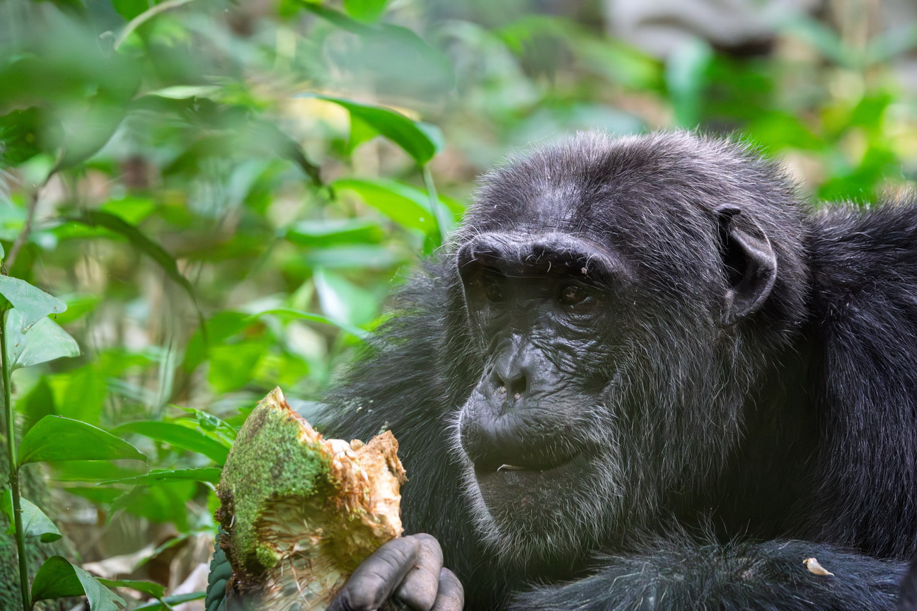 4529 Kibale Forest Chimpansee.jpg